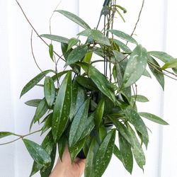 Hoya Publicalyx Splash Plant 6" Pot - Indoor House Plants