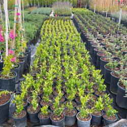 I’m Selling Plants In Different Colors Ficus Bougainvillea Roses English Lavender Japanese Boxwood Photons Golden Euonymus Ligustrum Private