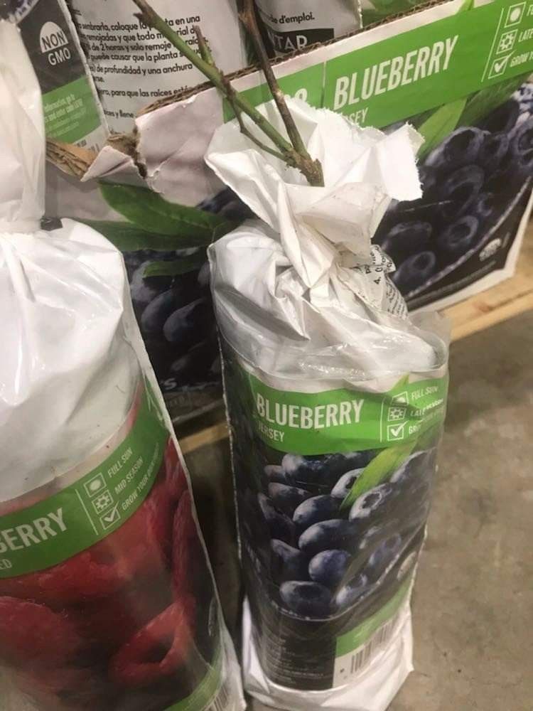 Jersey Blueberry Seedling Plant 1ft Ready To Plant