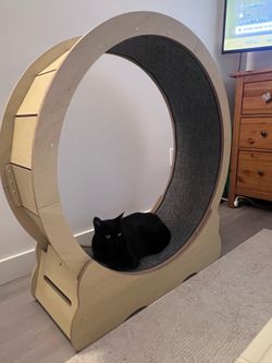 Cat Wheel