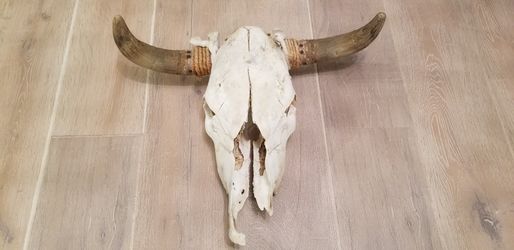 Certified Authentic Bull Skull