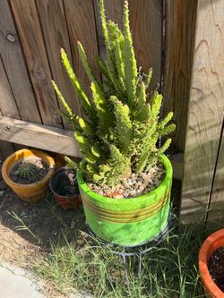 Cactus