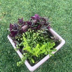 Vibrant Mixed Succulent Arrangement