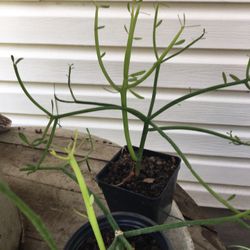 Pensil Plant