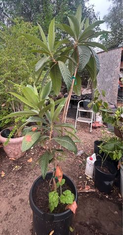 / Loquats /Árbol De Níspero