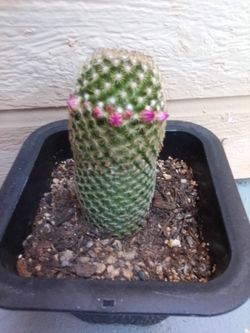 Mammillaria