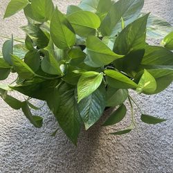 Large Golden Pothos