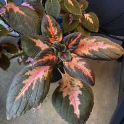 ✨XL Coleus ✨