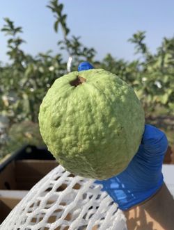 White Guava Fruit Trees