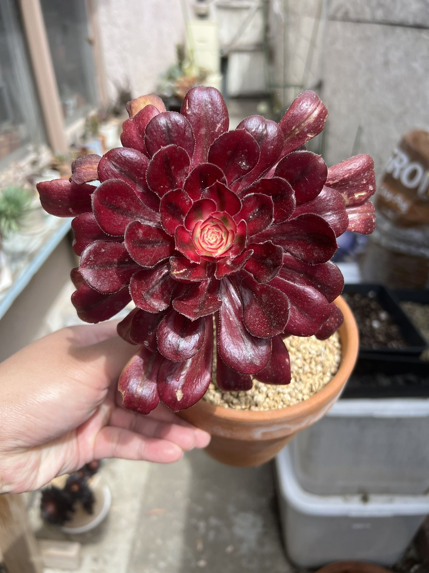 Aeonium NOID In Terracotta