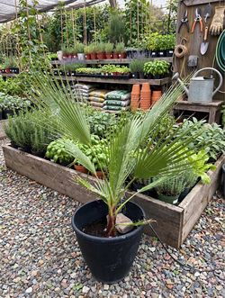 4-foot tall Mexican Fan Palm (Washingtonia robusta) in a nice pot