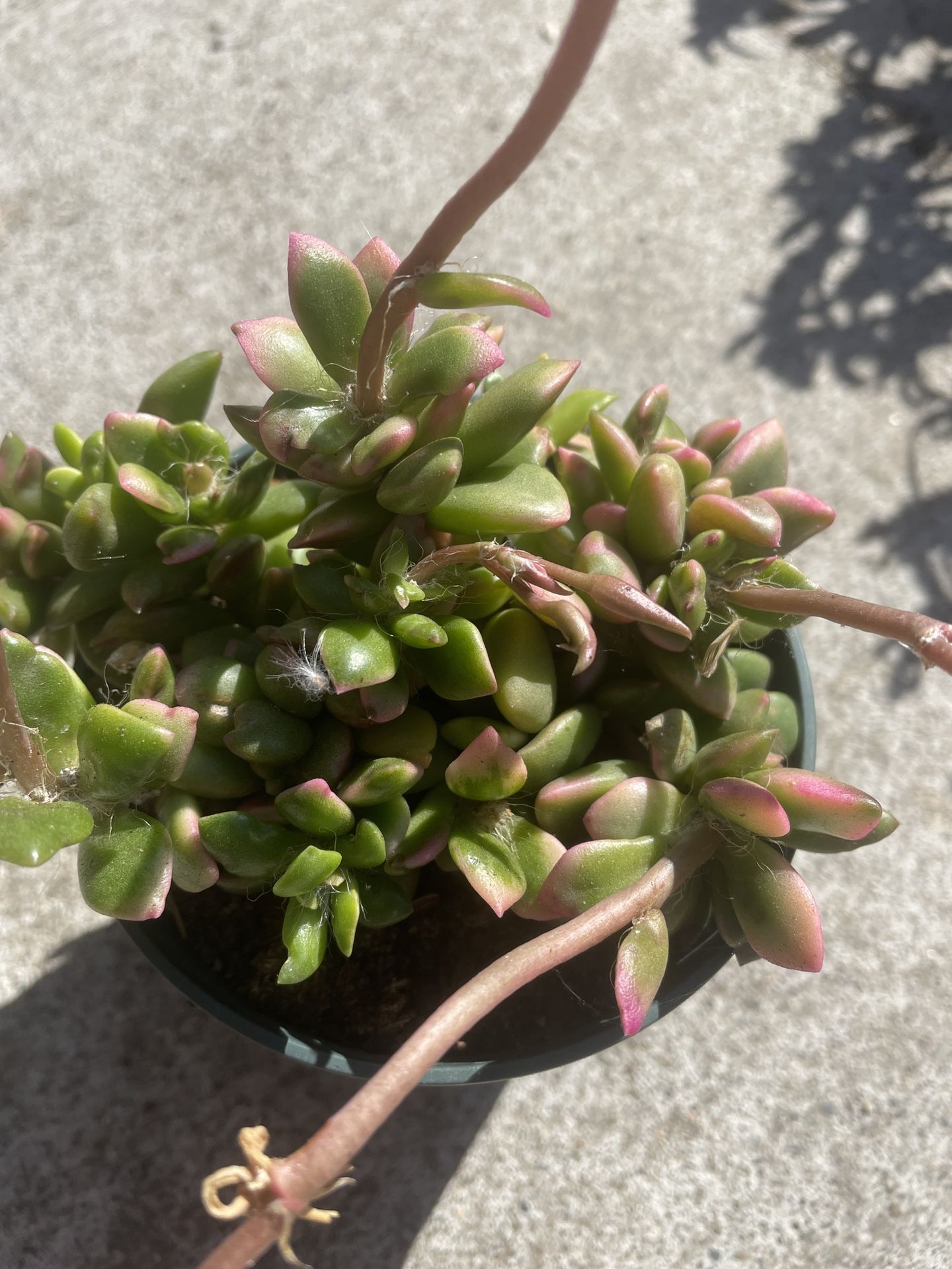 Anacampseros Sand Rose Succulent 