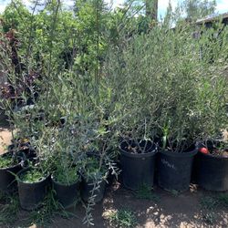 Olive In 15 Gallon Containers 36 Also In 5 Gallon Containers 20$