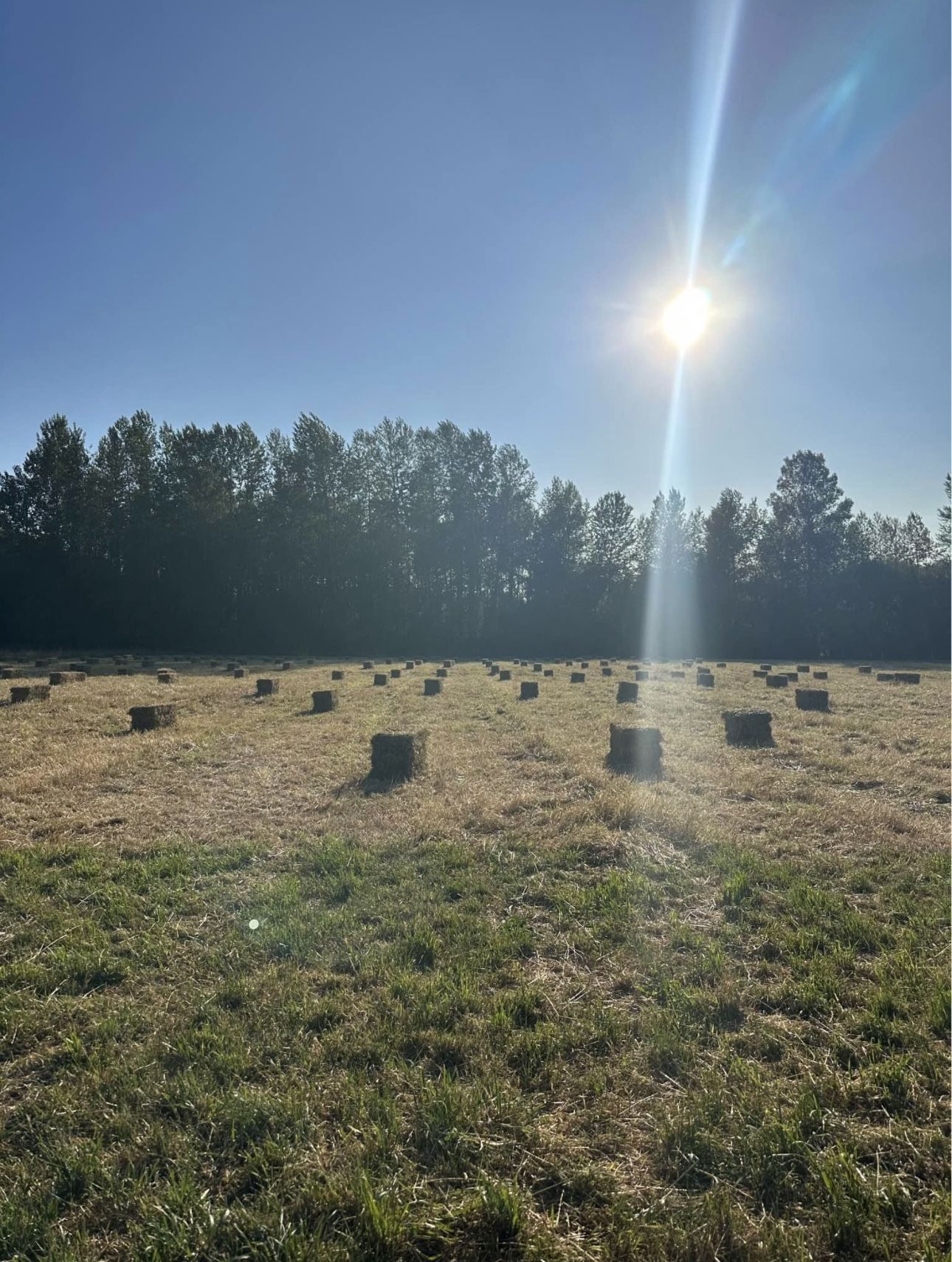 Local Hay