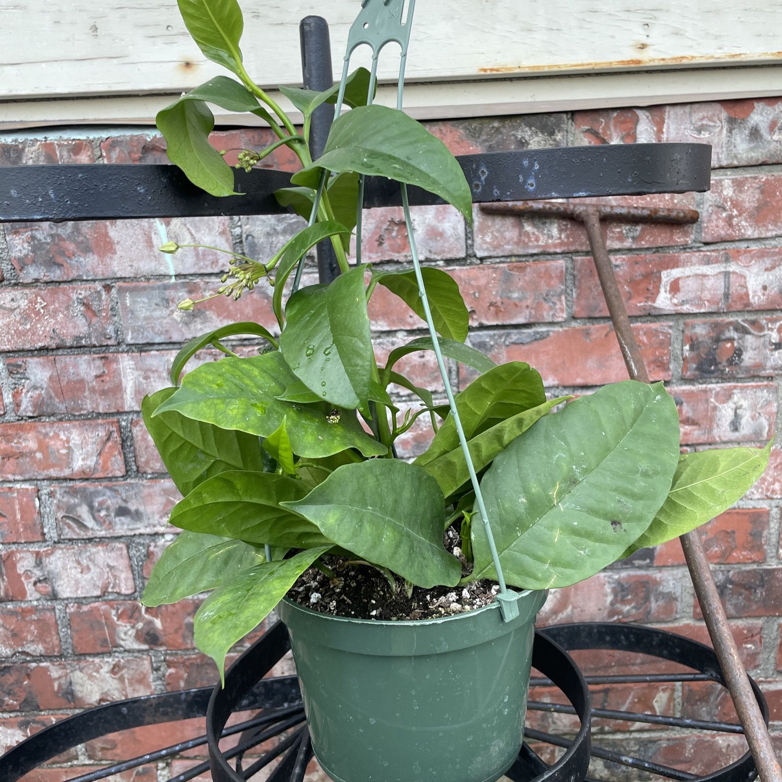 Hoya Multiflora