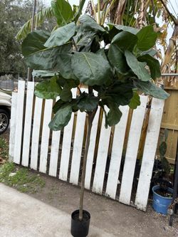 Planta Artificial    H80