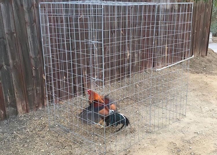 (((New Gamefowl Fly Pens SALE))) for Sale in Moreno Valley, CA OfferUp