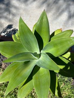Agave Star