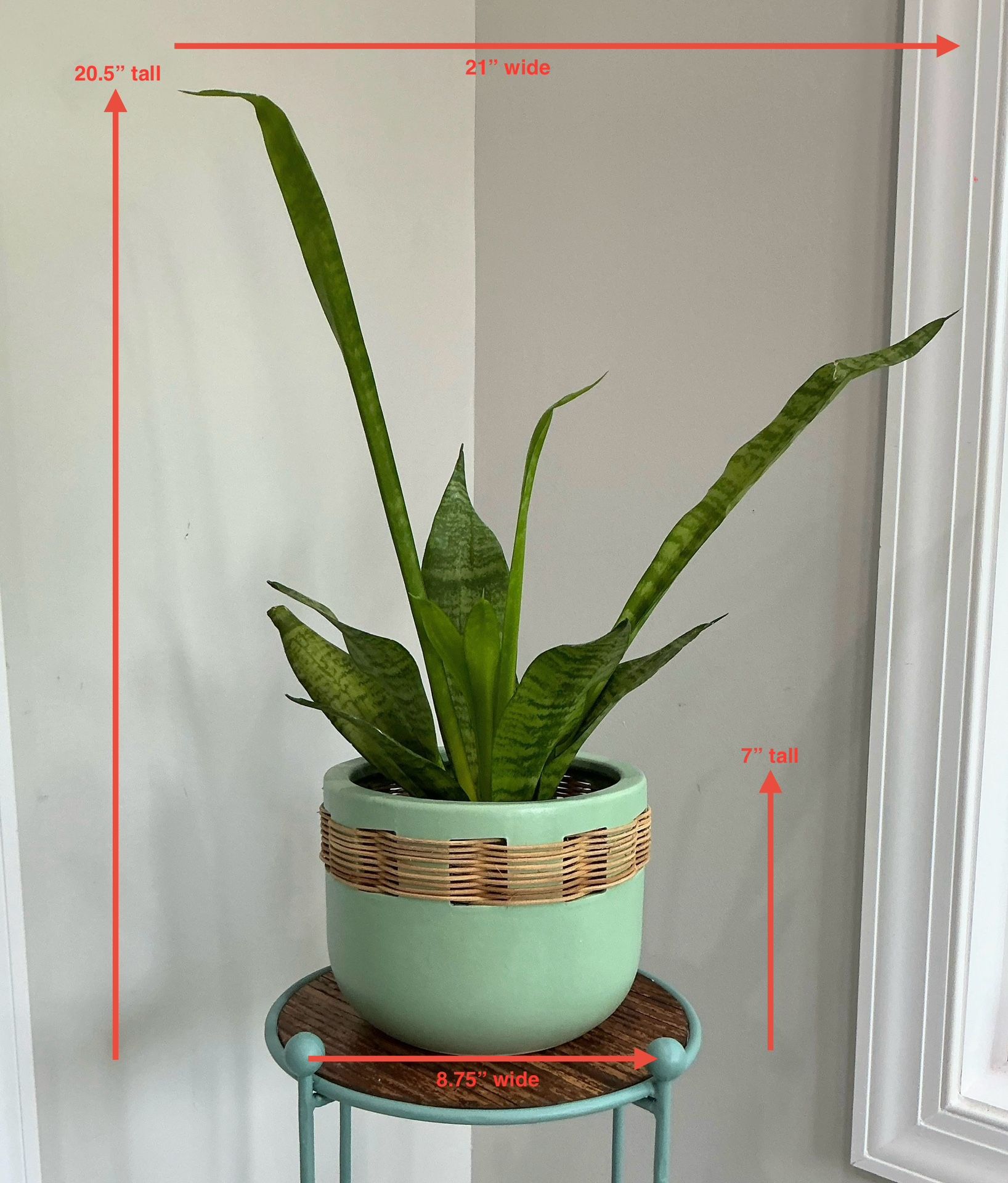 Large Snake Plant in Beautiful Large Sage Fire Glazed Terracotta & Rattan Planter w Matte Finish