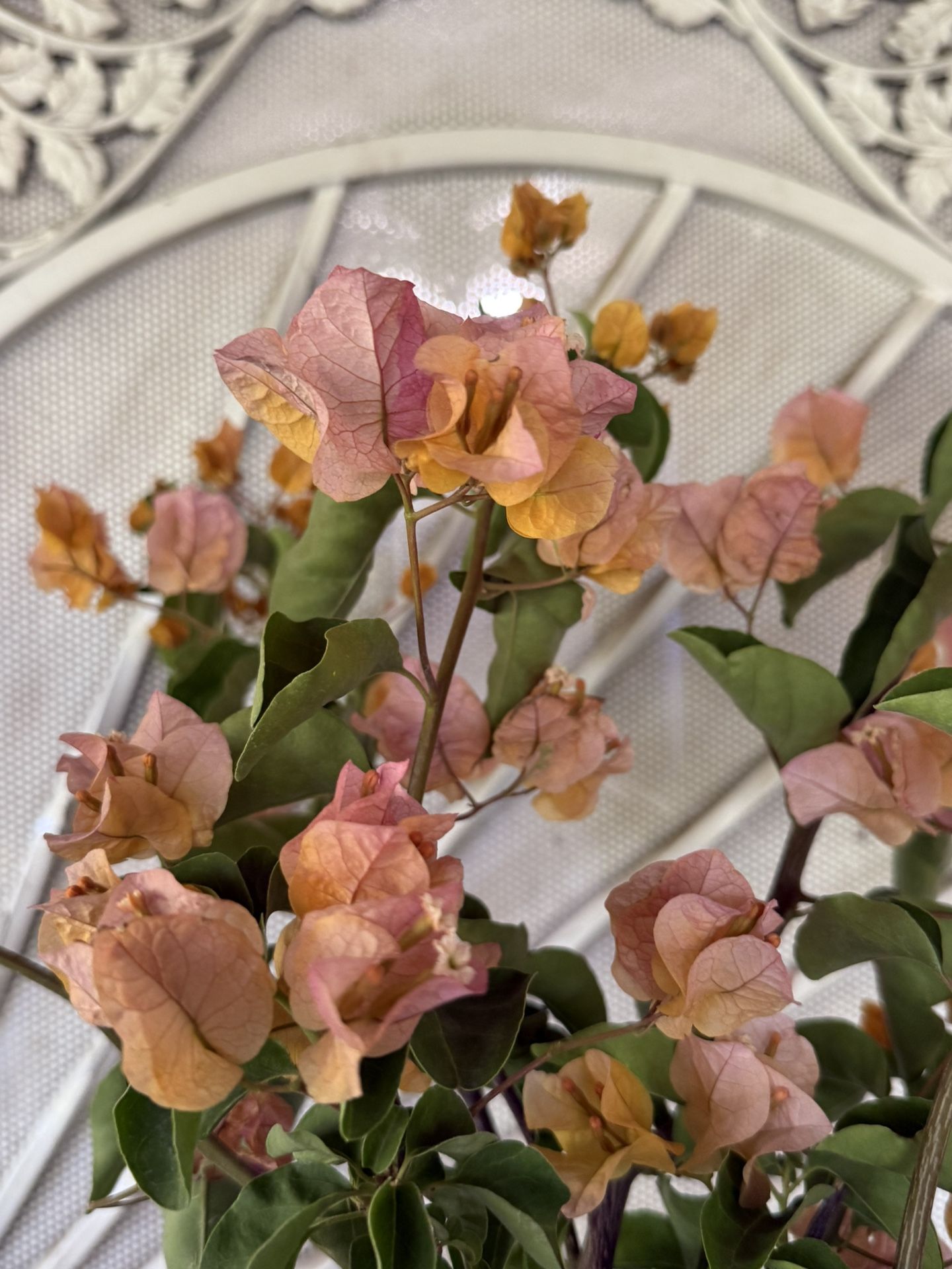 Bougainvillea Plant Flower
