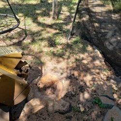 Molemos Troncos  Stump  Grinding 