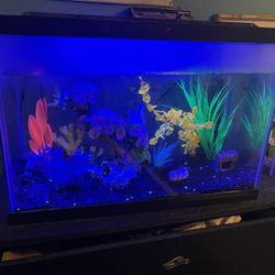 Fish Tank