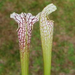 Murkwood Carnivorous Plants Plant Sale At Arlington Art Fair / Farmers Market 8/22!