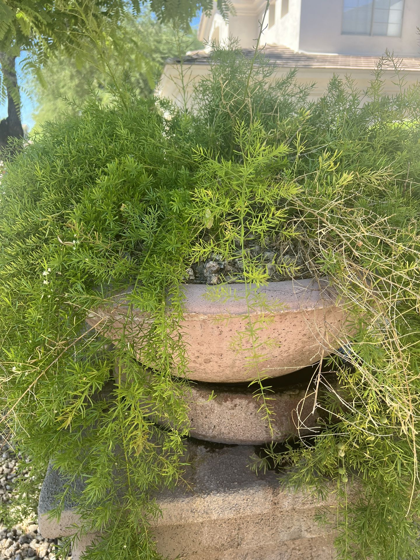Plant And Concrete Planter