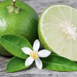 Key lime/Limon tequilero trees 🌳🍋‍🟩🍋‍🟩