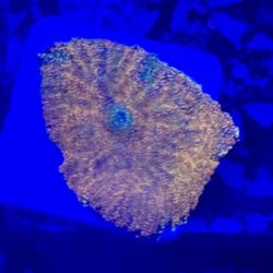 Orange Rhodactis Mushroom Display decor