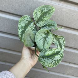 4” Exotica Pothos