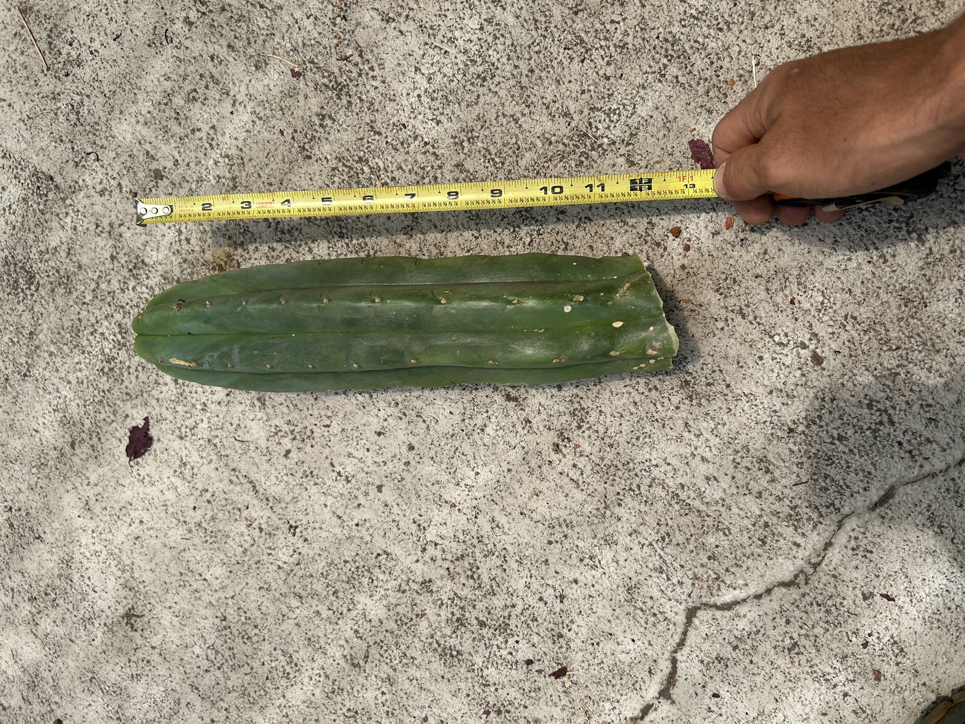 Various Trichocereus Cactus