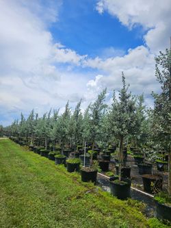 oak tree green Bottomwood Japanese Blueberry