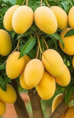 Grafted Mango Tree