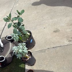 Succulant And Plumeria 