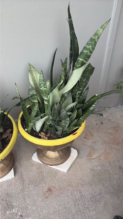 Plants/plantas