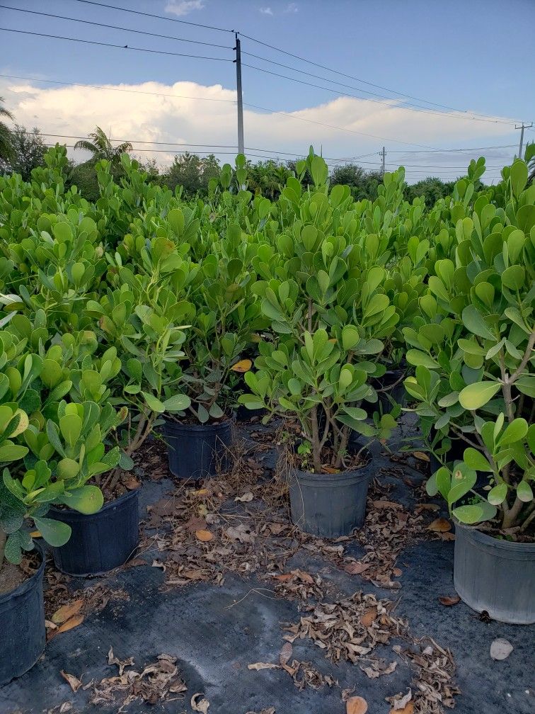 Clusias Plants For Inmediate Privacy! 3 Feet Tall