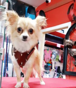 Harness for small dogs