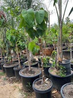Dr White cherimoya tree 15gal