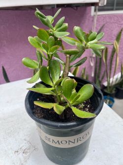 Lucky Jade Plant