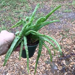 Pot of Aloe Vera