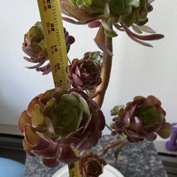 Black Rose Succulant
