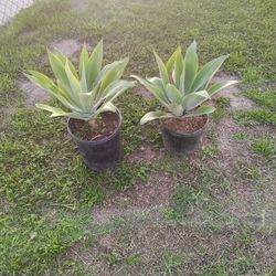 Foxtel Agave Plants