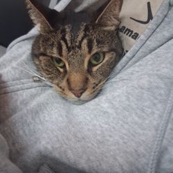 framing tools  herramienta de frame