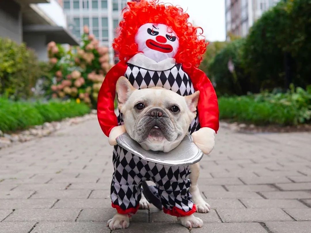 Scary clown Dog Costume