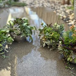Concrete Planters-Succulent and Cacti plant arrangements-$10 each