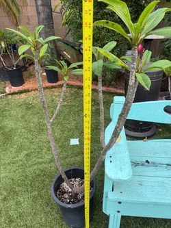 Plumeria hot pink color