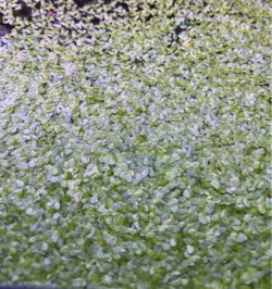 Duckweed for aquarium