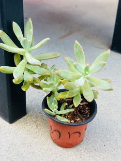 Succulents plants 🪴