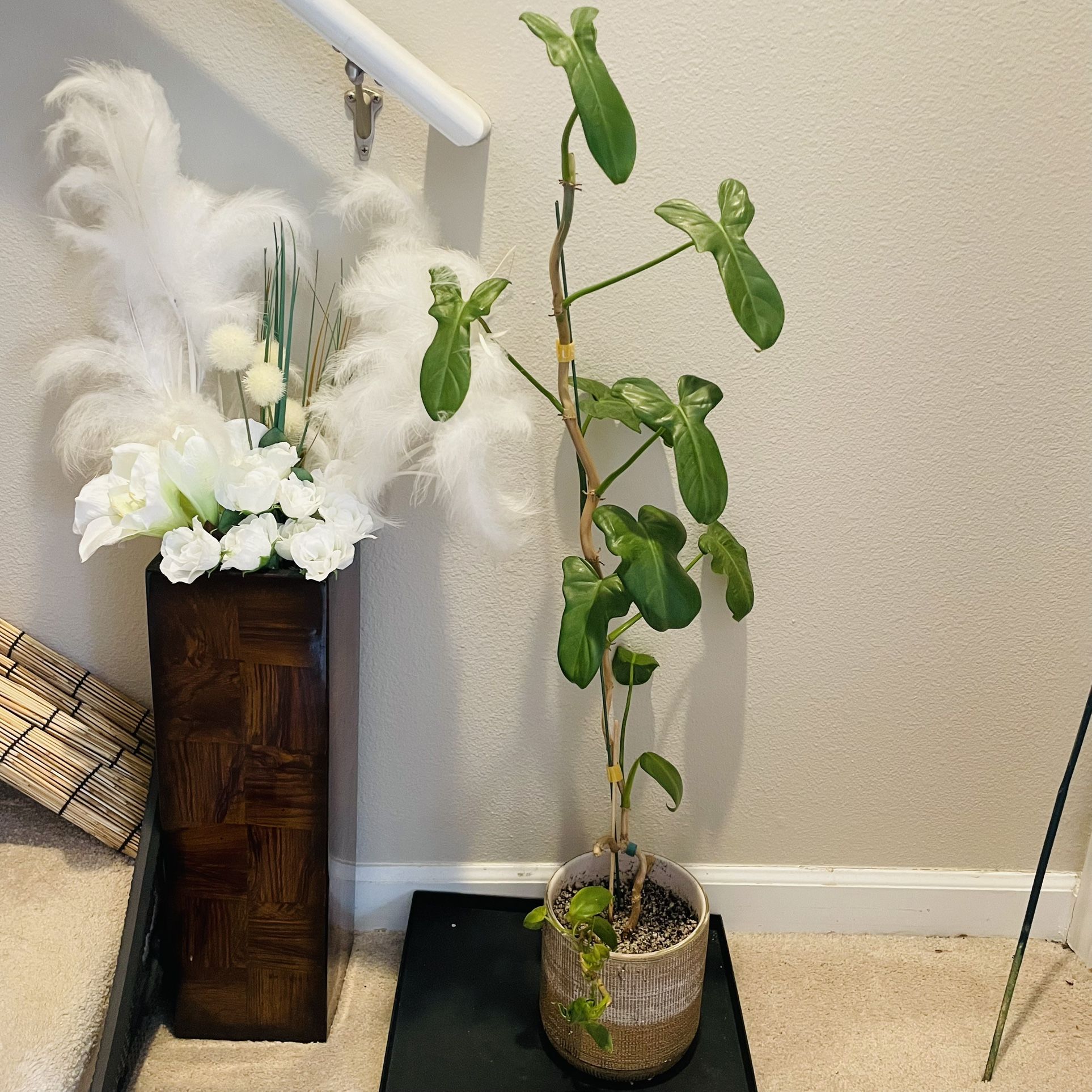 Philodendron plant In 6 Inch Pot